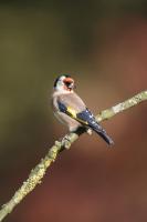 Goldfinch