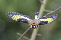 Gold finch