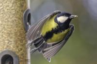 Great Tit