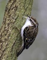 Tree Creeper