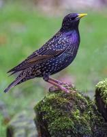 Starling