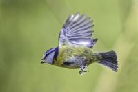 Blue Tit