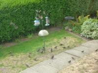 Starlings love the coconuts and suet treats. We counted 29 adults and youngsters in this picture and ther were another 4 or 5 out of the frame.