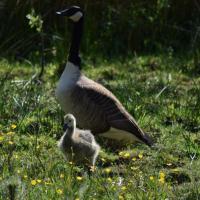 Taken 28th May 2020....two-fifths of the Canada Geese family on the Nature Reserve / SSSI to the rear of our house. The family are getting more adventurous, getting closer to our decking, from where this photograph was taken.