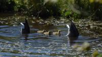 Taken 14th May 2020...a family of Canada Geese out for a swim on the lake....kids being shown how to 'bob'! Photograph taken from 1st floor balcony of our house, overlooking Nature Reserve / SSSI.