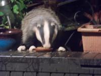 One of our nightly visitors enjoying some mealworms and fatball pieces. They really enjoy monkey nuts too and we can hear them crunching them at night.. They are really gorgeous and we think we are very lucky having them visit.