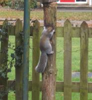 Mr Squirrel loves the sunflower seeds we put in this tree trunk feeder