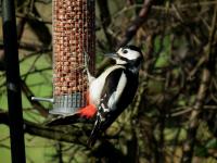 Male Great Spotted Woodpecker