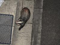 "Ginger" sniffing out peanuts at the front step.