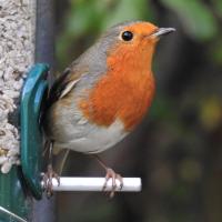Robin masters perching on the feeder.