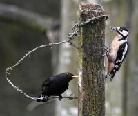 Social Distancing on the Peanut Buttery feeder, I left the wires so the less agile birds can use it.