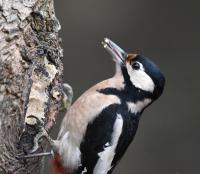 The faulty half coconuts fat is great for filling the crevices in the Sycamore Tree, Woodpecker loves it.