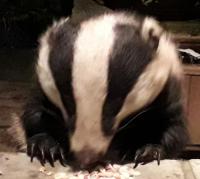 A regular visitor helping himself to some Twootz peanuts on our kitchen door step.