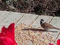 Reed Bunting