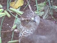 Sparrow Hawk just missed a blackbird