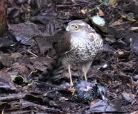 The problem with feeding the birds is that it becomes a buffet for the sparrowhawk!