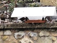 A pigeon and a blackbird feeding up on Twootz Suet pellets while a thrush waits its turn. I built the feeder to keep the suet pellets dry, as they go mushy if they get wet. We get all kinds of birds eating the pellets and even the odd squirrel!