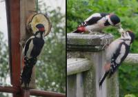 Coconut suet, collection and delivery.