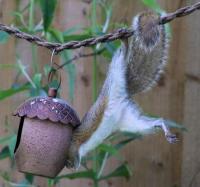 Determined to get those sunflower seeds