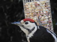 Juvenile Great Spotted Woodpecker enjoying Twootz peanuts!