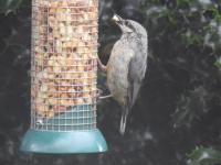 Nuthatch enjoying Twootz peanuts!