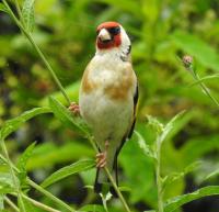 Goldfinch