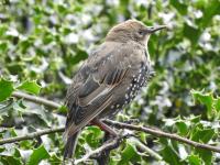 Juvenile Starling