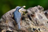 There's a hole in the wood that I fill with the Utterly Peanut Buttery and the Nuthatch loves it, going off with great beakfulls.