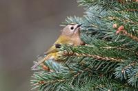 Goldcrest loves the Utterly peanut buttery fat bit only in tiny bits