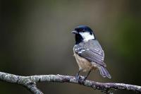 Coal Tit