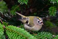 Goldcrest, Britains smallest bird.
I crumble up the Utterly Buttery Peanut fat onto the pine needles and the Goldcrest picks them up. He's about to swallow one