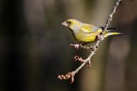 Male Greenfinch