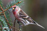 Male Common Redpoll