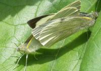 two butterflies mating