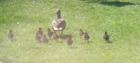 Mother Duck had her babies in our garden