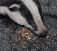 Badger "hoovering up" peanuts on my drive.