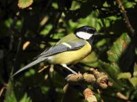 Great Tit