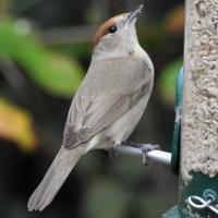 Female Blackcap