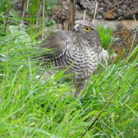 Female Sparrowhawk in Next Door's Garden