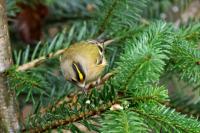 Goldcrest - Britains smallest bird and a lover of Utterly Peanut Buttery bits.