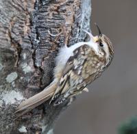 Treecreeper enjoying UPB