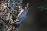 Nuthatch, getting in his stocks for Winter