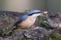 Nuthatch with peanut