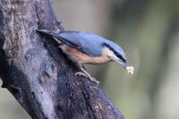 Nuthatch, where ever it is they find it.