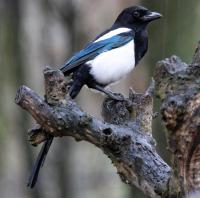 Magpie (Pica pica) in the rain. Another fan of the UPB.
One of the things about having a garden hide, you can grab a coffee break and see what's about.