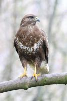 Buzzard