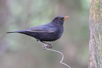Blackbird