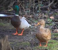 Mallards