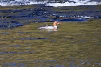 Female Goosander