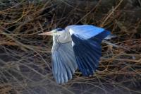 Heron